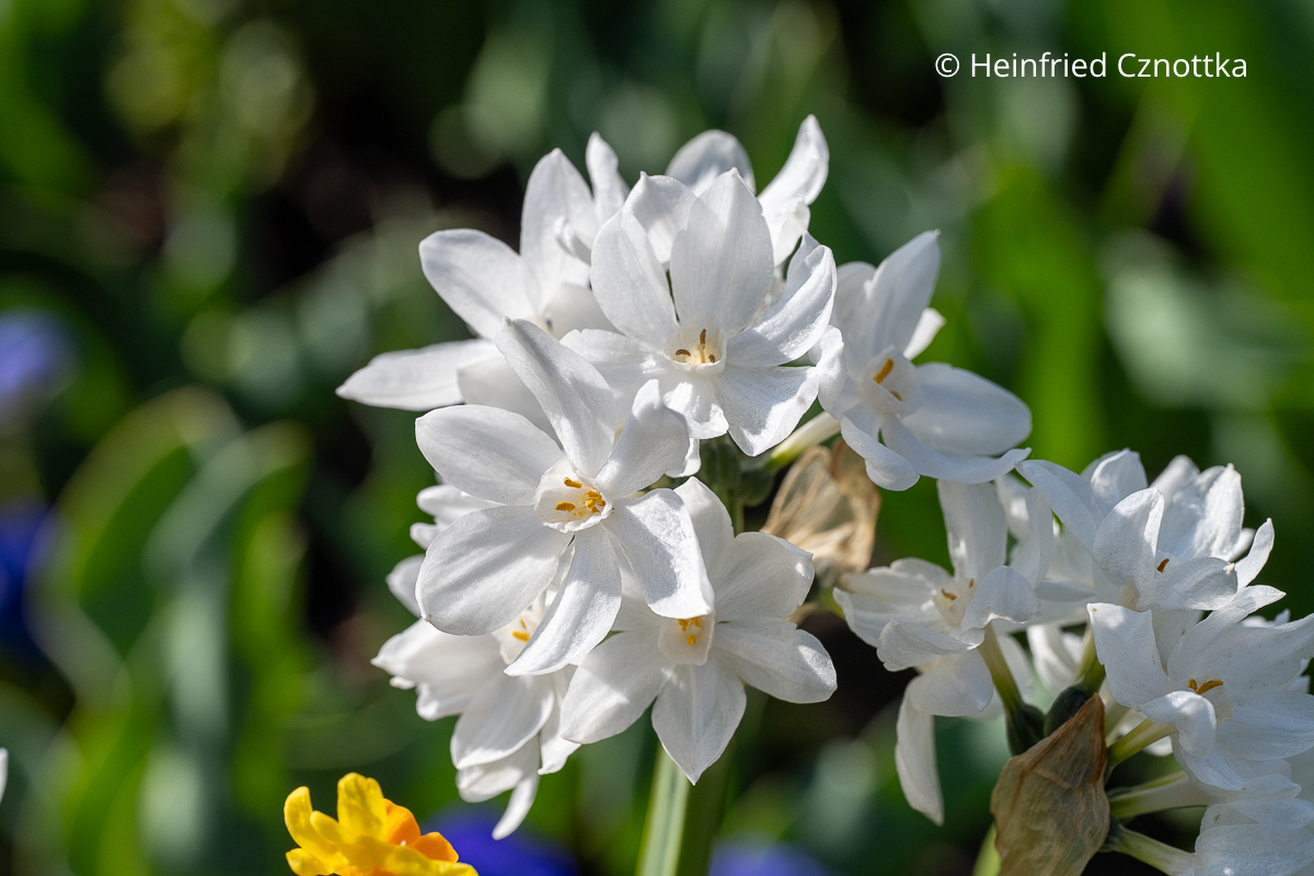 Narzisse 'Paperwhite' mit mehreren kleinen, strahlend weißen Blüten pro Stiel