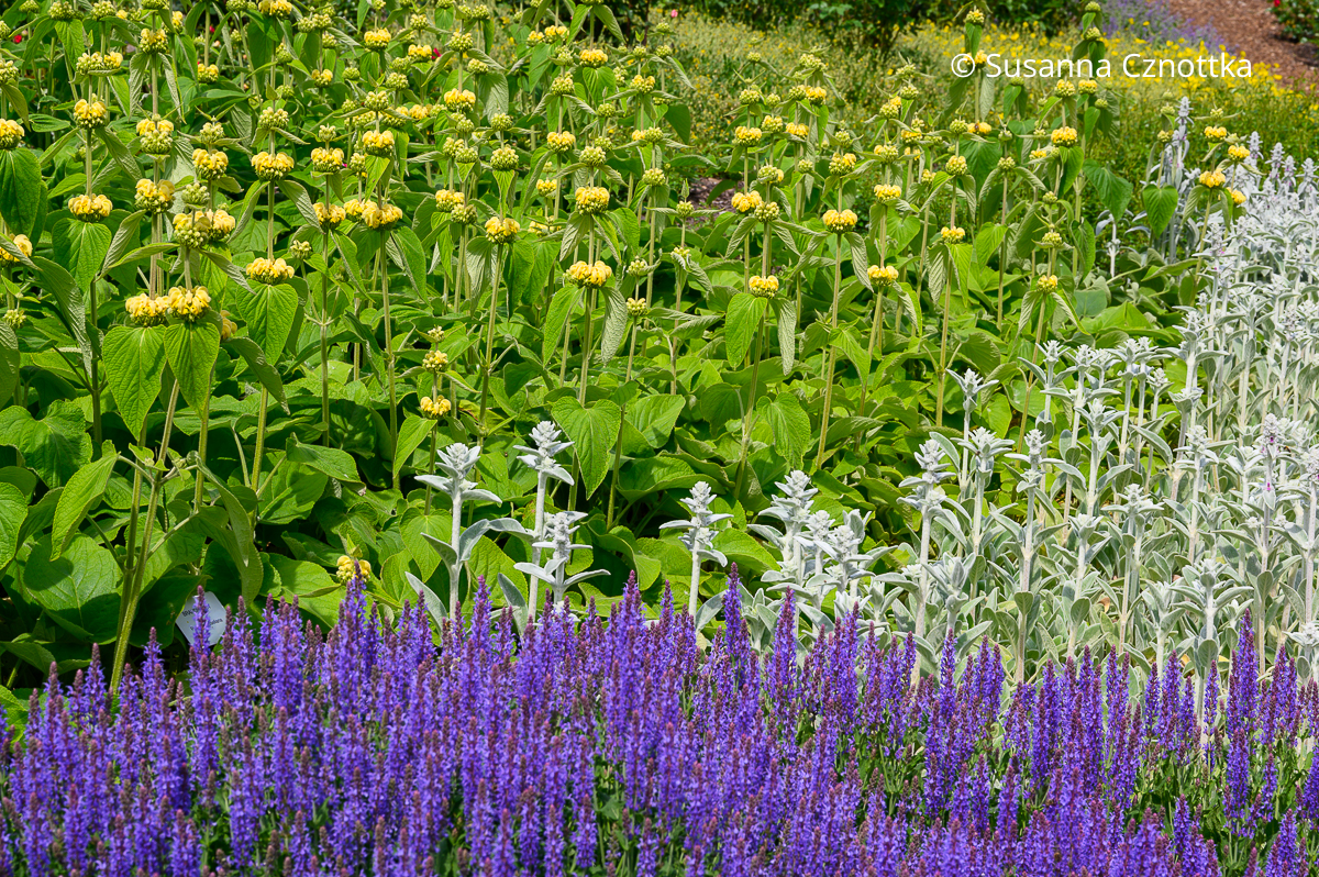 Stauden kombinieren: Violetter Steppen-Salbei (Salvia nemorosa), gelb blühendes Syrisches Brandkraut (Phlomis russeliana) und silbergrauer Wollziest (Stachys byzantina)