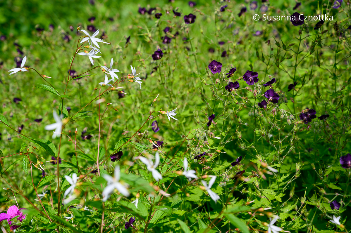 Dreiblattspiere kombinieren: Gillenia trifoliata mit Braunem Storchschnabel (Geranium phaeum) 'Raven'