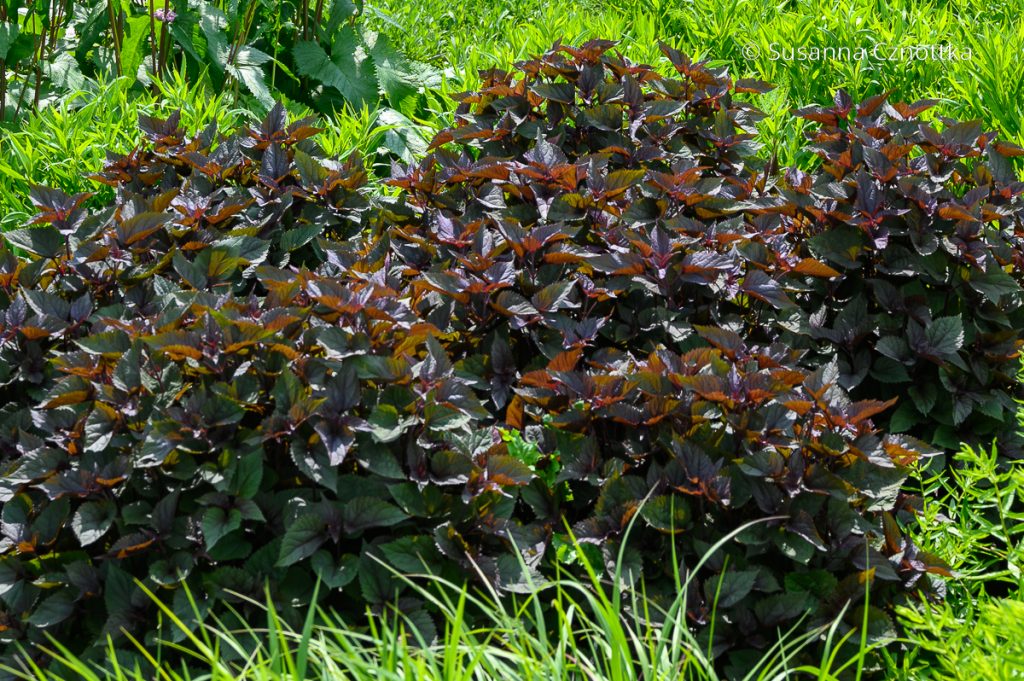 Braunblättrige Wasserdost oder die Natternwurz (Ageratina altissima) 'Chocolate'