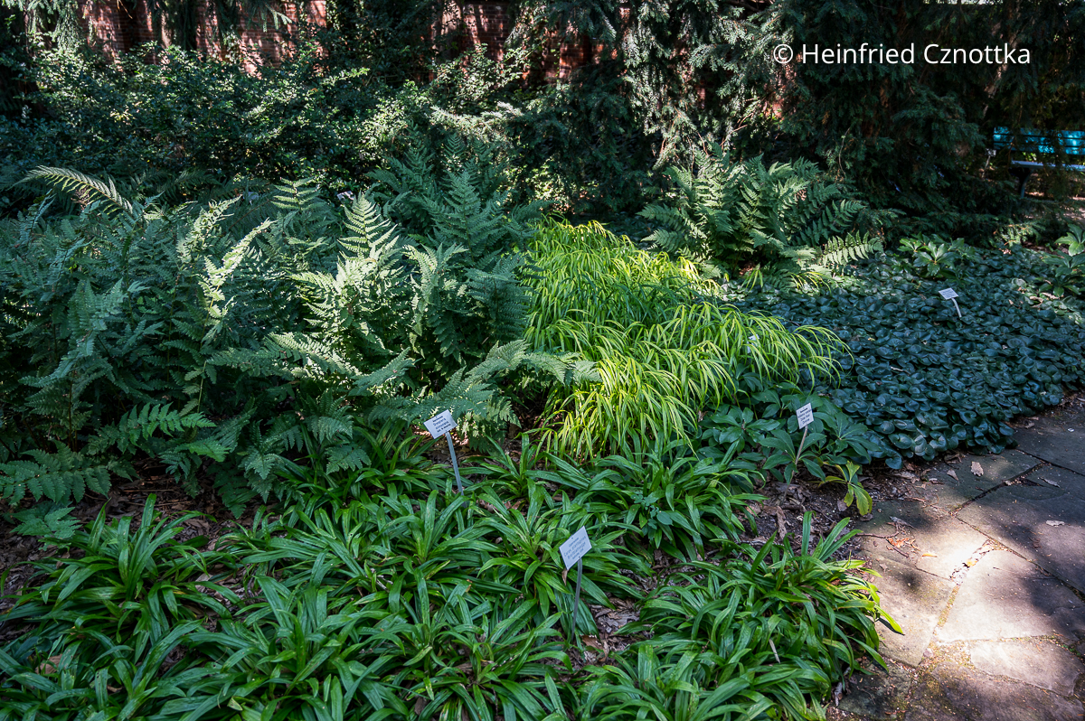 Farbe im halbschattigen Beet: Breitblattsegge (Carex plantaginea), Farn, Haselwurz (Asarum europaeum) und (Hakonechloa macra) 'Aureola' 