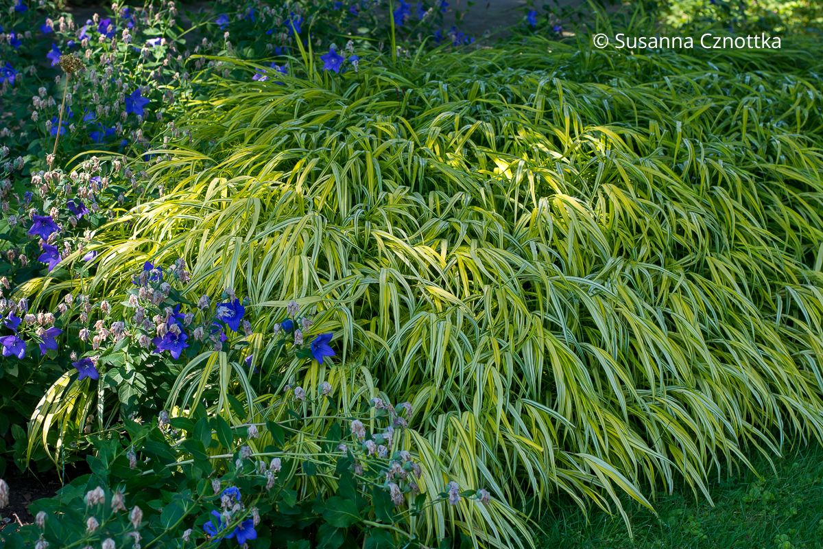 Panaschiertes Japan-Berggras (Hakonechloa macra) mit blauer Ballonblume (Platycodon grandiflorus)