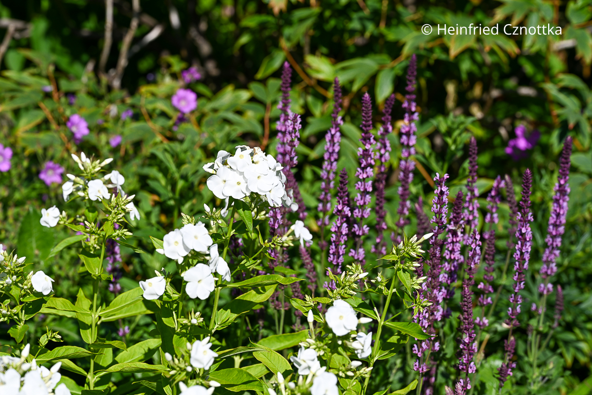 Hoher Sommer-Phlox (Phlox paniculata) 'Rembrandt' und Steppen-Salbei (Salvia nemorosa) 'Amethyst' Hoher Sommer-Phlox (Phlox paniculata) 'Rembrandt' und Steppen-Salbei (Salvia nemorosa) 'Amethyst'