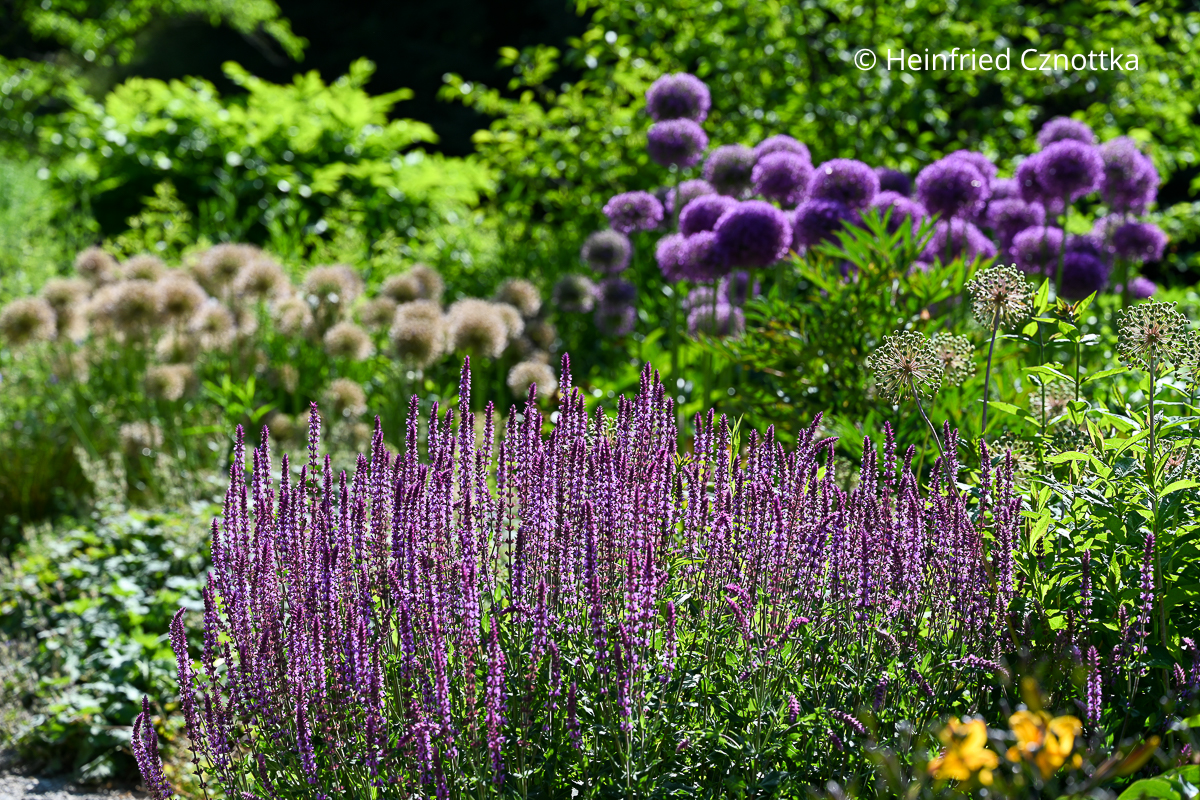 Steppen-Salbei (Salvia nemorosa) mit violetten Zierlauchblüten und verblühten Samenständen von hohem Zierlauch
