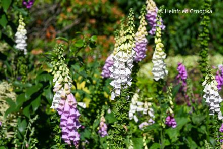 Hummelliebling: der Fingerhut (Digitalis purpurea) Hummelliebling: der Fingerhut (Digitalis purpurea)