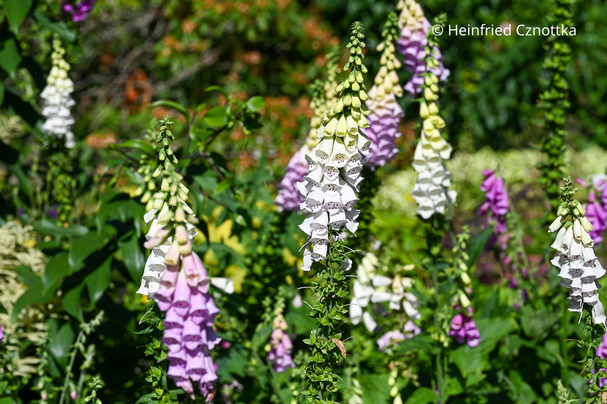 Hummelliebling: der Fingerhut (Digitalis purpurea) Hummelliebling: der Fingerhut (Digitalis purpurea) in Rosa und Weiß