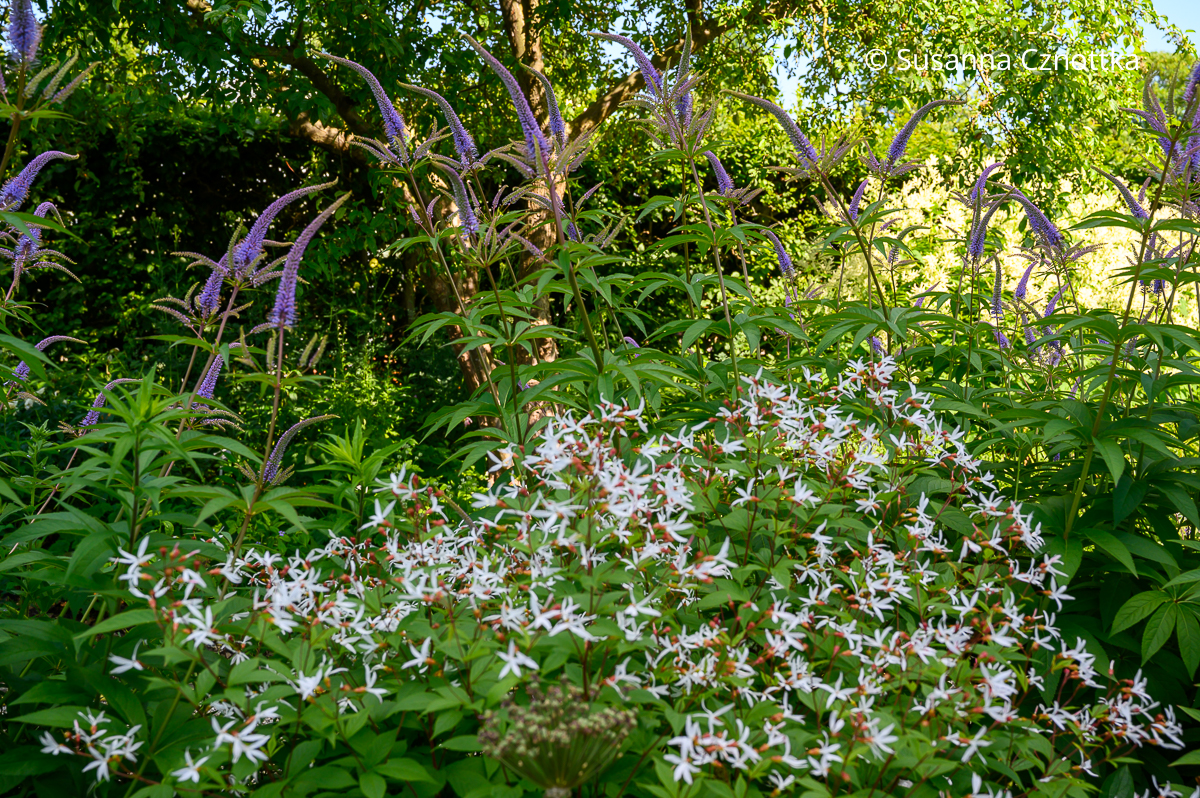 Kandelaber-Ehrenpreis (Veronicastrum) mit Dreiblattspiere (Gillenia trifoliata)