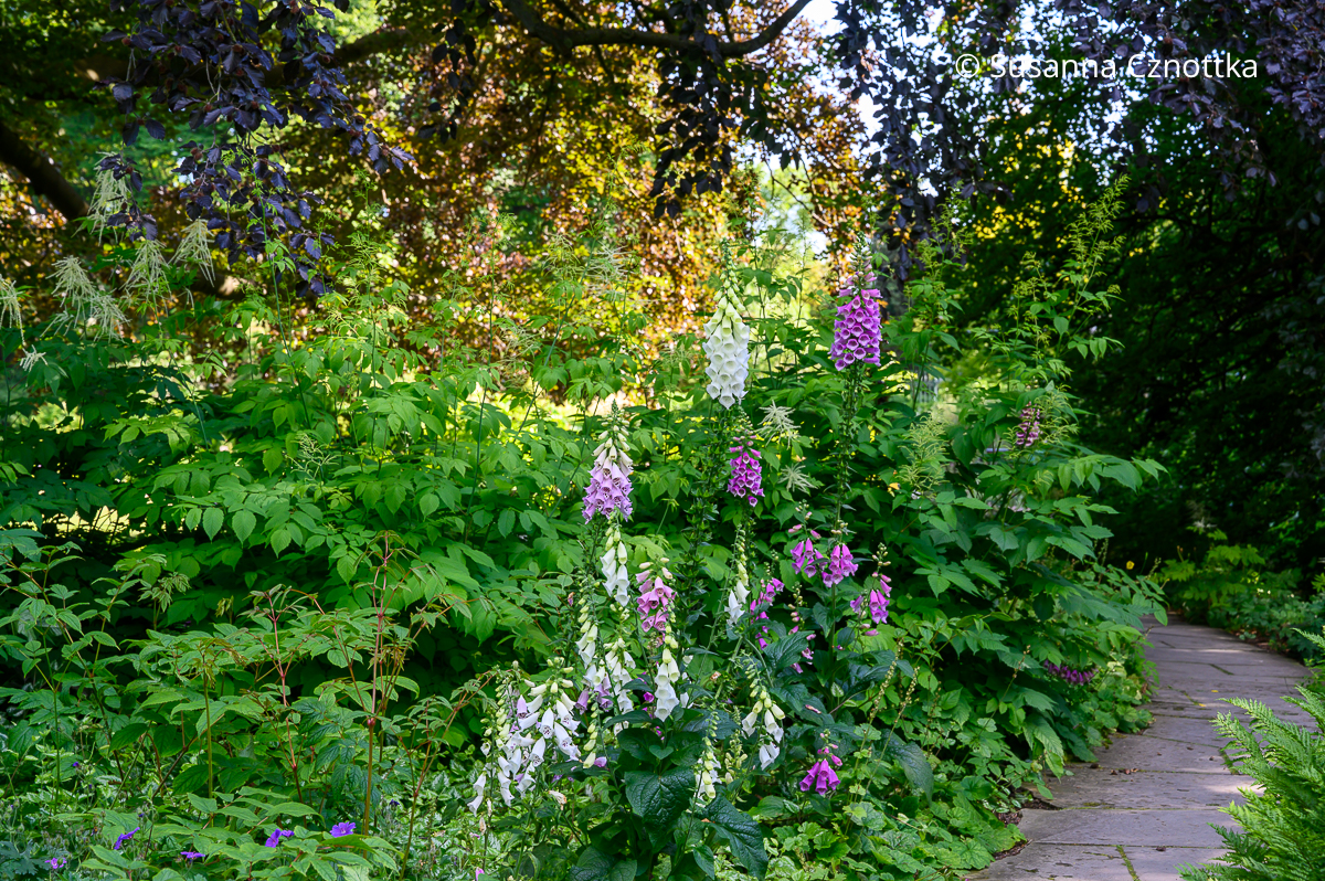 Roter Fingerhut (Digitalis purpurea) im Halbschatten am Gehölzrand mit Wald-Geißbart (Aruncus dioicus) Roter Fingerhut (Digitalis purpurea) im Halbschatten am Gehölzrand mit Wald-Geißbart (Aruncus dioicus)