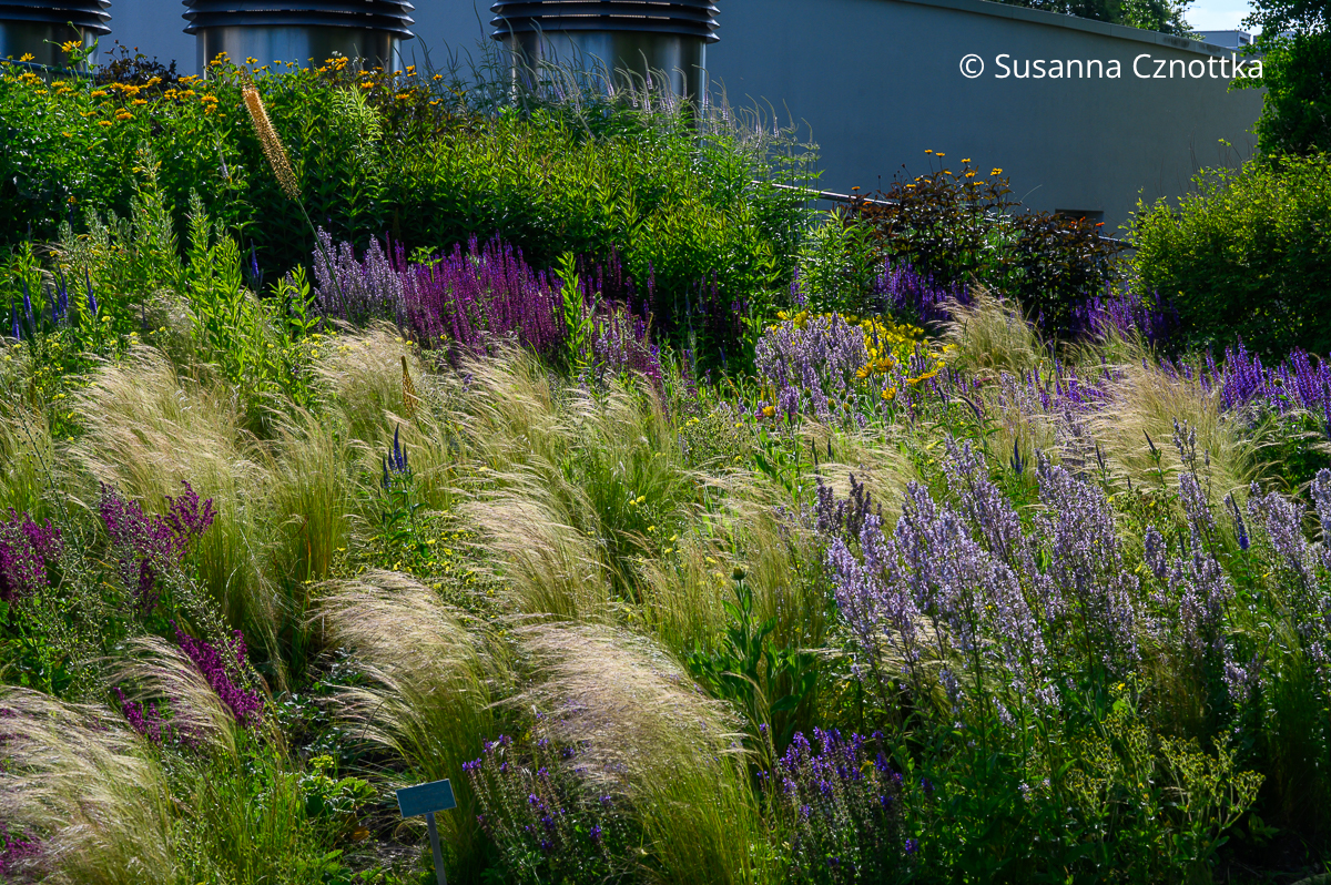 Luftige Staudenwiese: Zartes Federgras (Nassella tenuissima), Steppen-Salbei (Salvia nemorosa) und Großblütige Katzenminze (Nepeta grandiflora) Eine luftige Staudenwiese mit Zartem Federgras (Nassella tenuissima), Steppen-Salbei (Salvia nemorosa) und Großblütiger Katzenminze (Nepeta grandiflora)