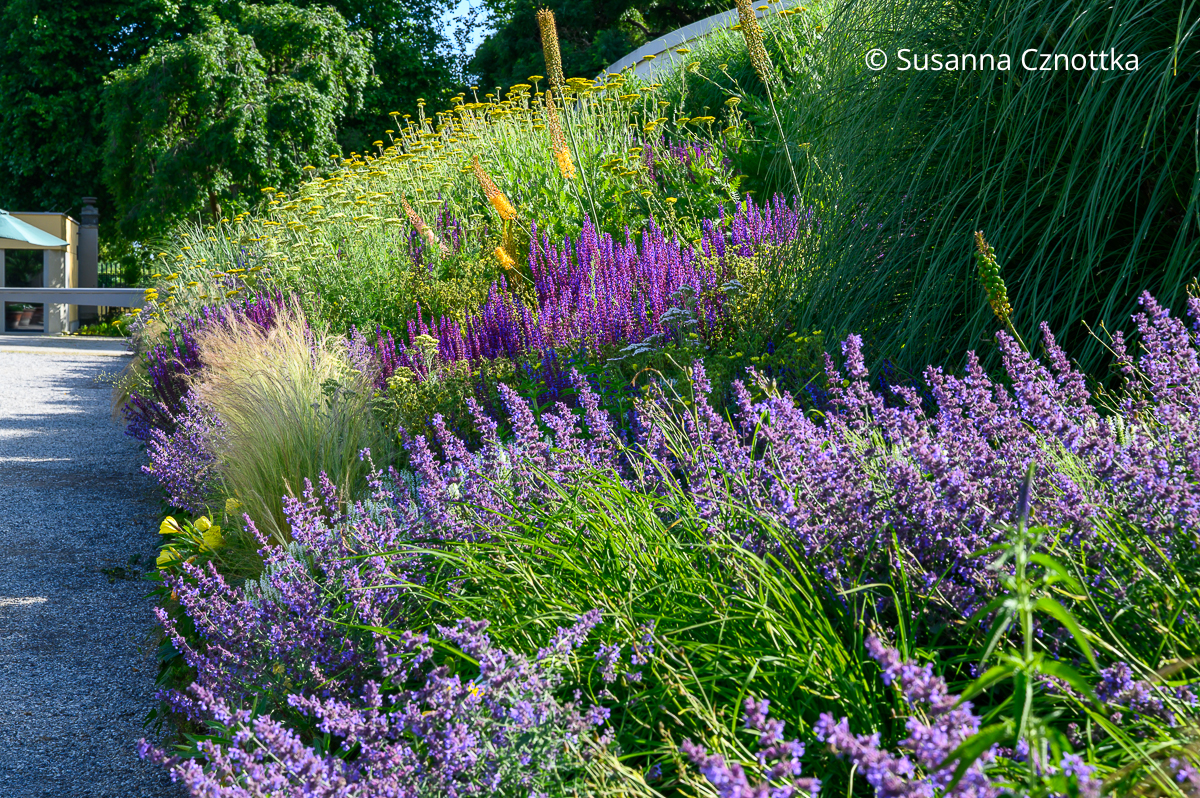 Violetter Steppen-Salbei (Salvia nemorosa) mit blau-violetter Katzenminze (Nepeta) im Staudenbeet