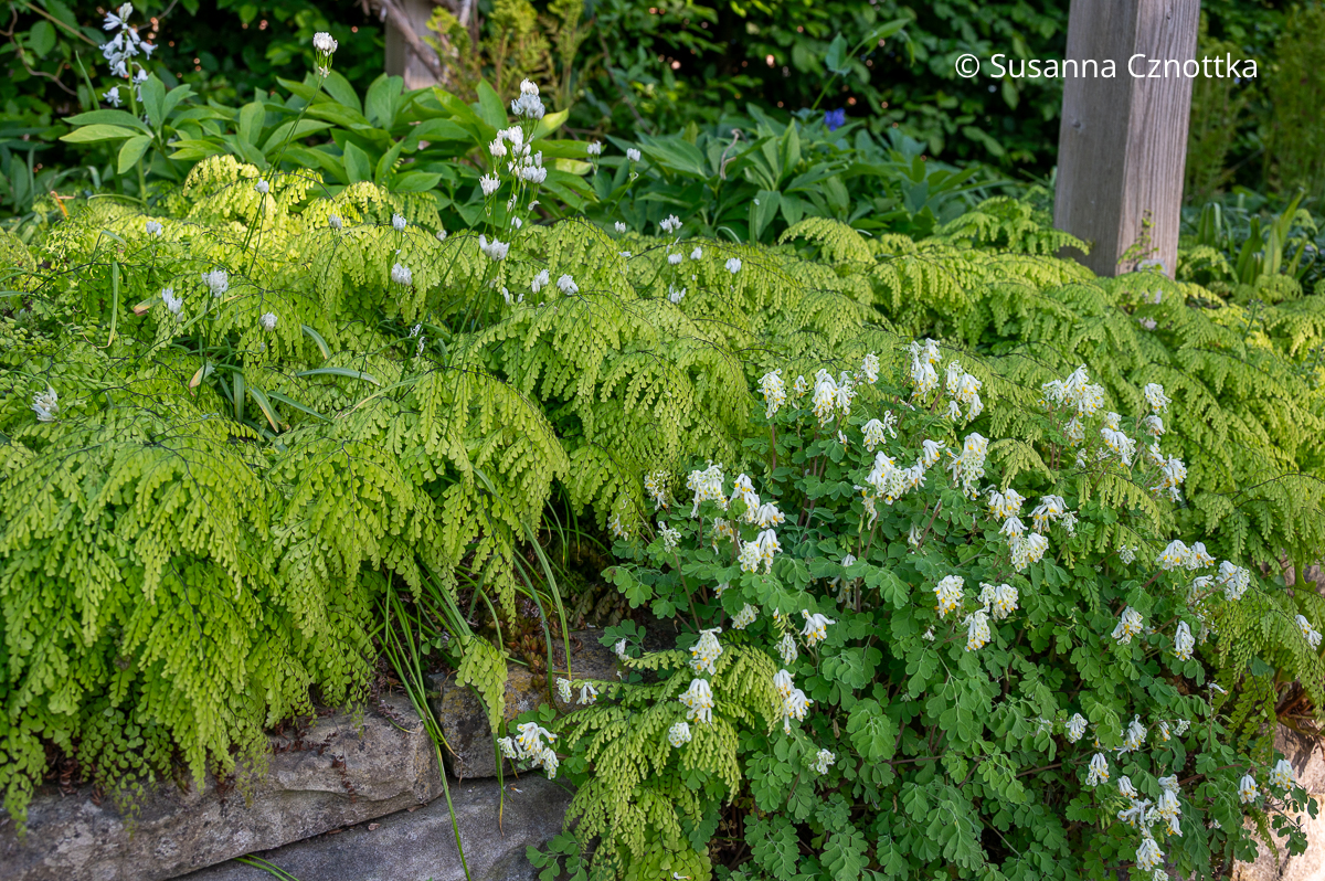 Blassgelber Scheinlerchensporn (Pseudofumaria alba) und Himalaja-Venushaar-Farn (Adiantum venustum)