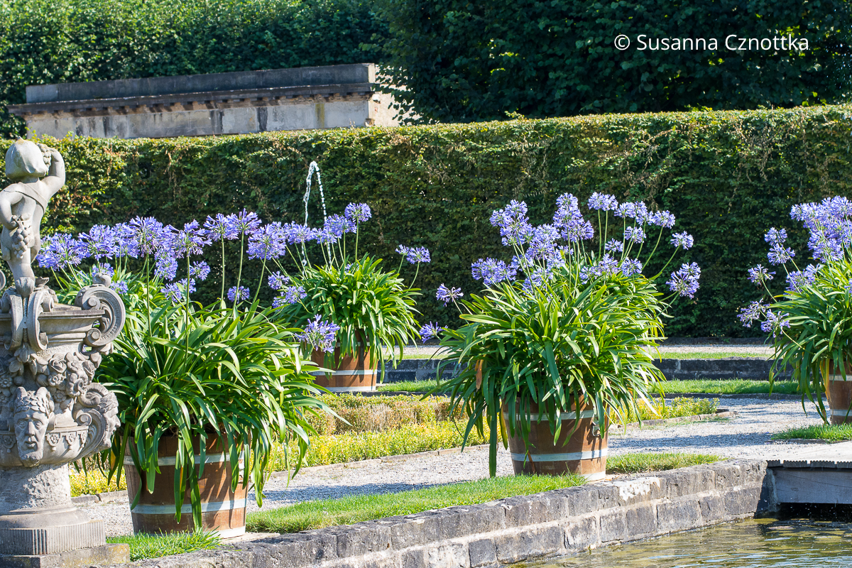 Schmucklilien (Agapanthus) sind beliebte Kübelpflanzen Blaue Schmucklilien (Agapanthus) in hölzernen Kübeln in einem Garten mit einem eckigen Wasserbecken