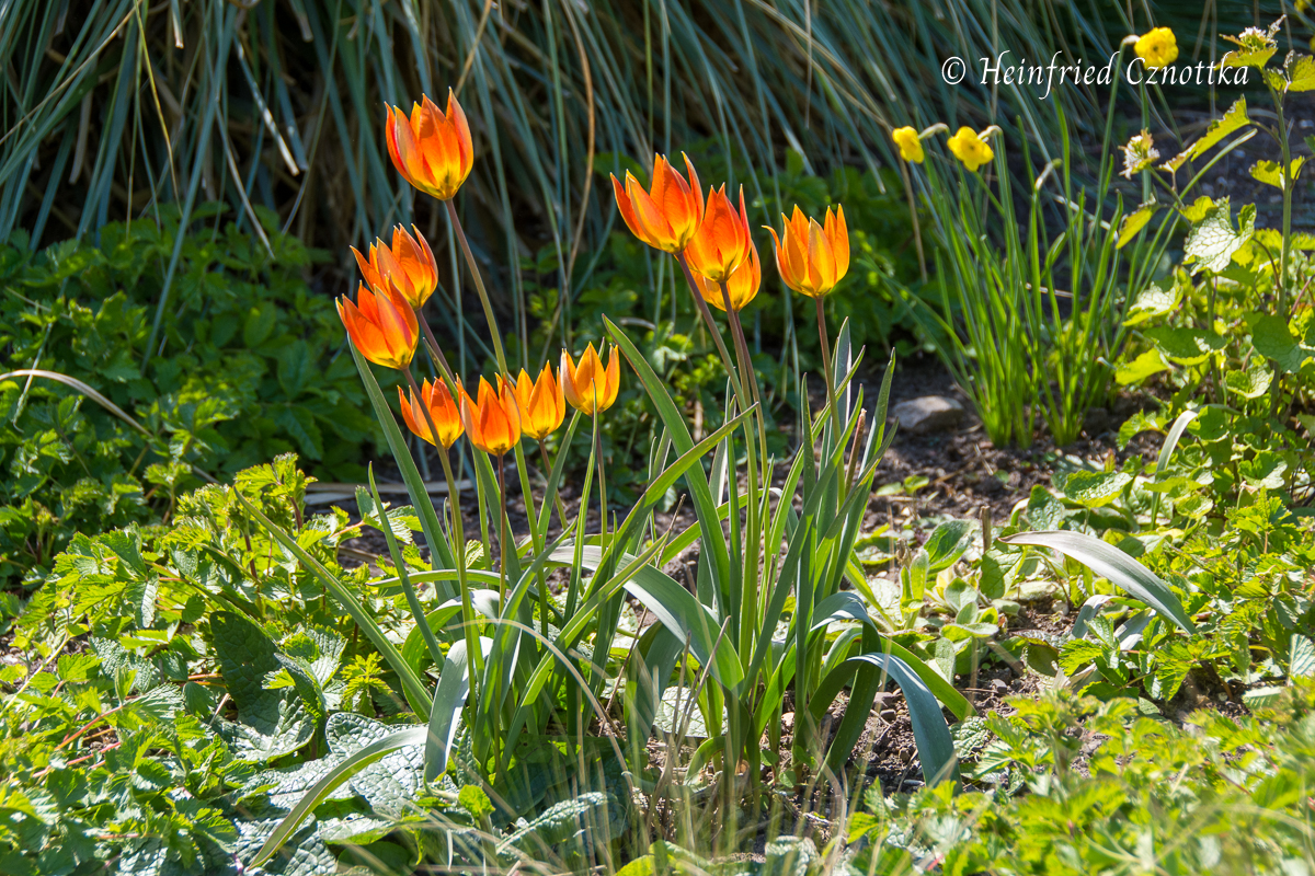 Blumenzwiebeln kombinieren: Feuer-Tulpe (Tulipa whittallii) und Wild-Narzisse