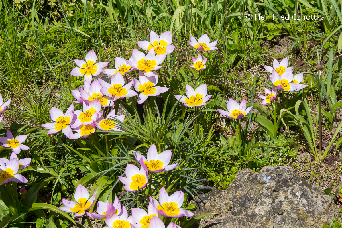 Wildtulpe: Kreta-Tulpe (Tulipa bakeri) 'Lilac Wonder' 