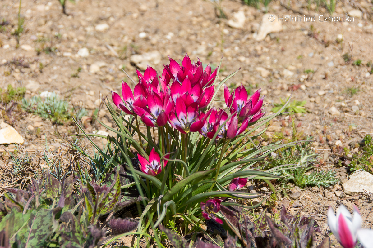 Zwerg-Tulpe (Tulipa humilis) 'Little Beauty'