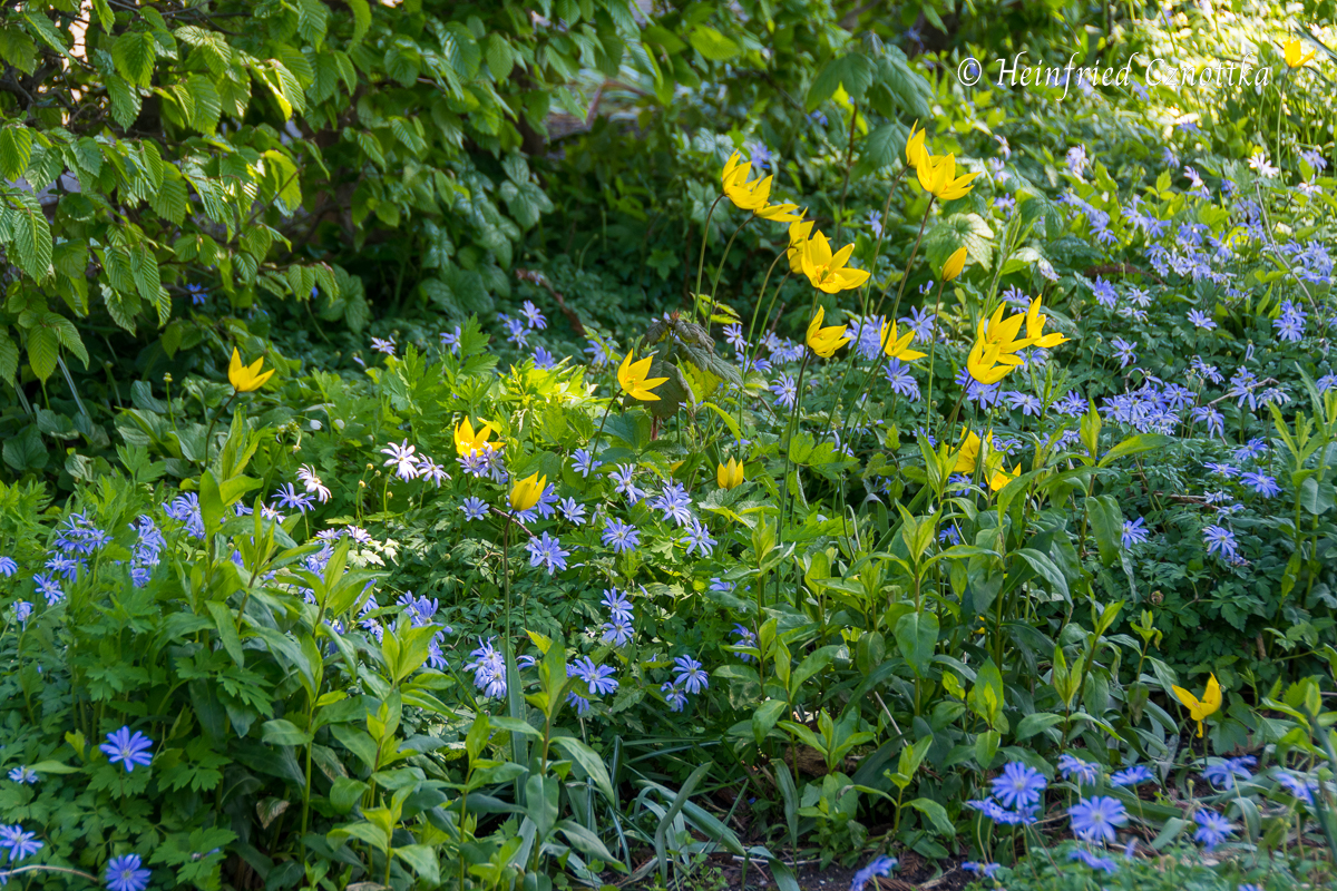 Blumenzwiebeln kombinieren: Weinbergs-Tulpe und Blaues Windröschen 