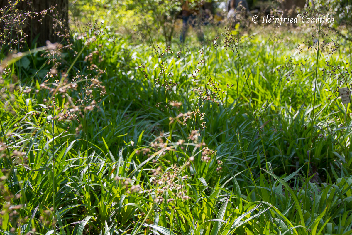Bodendecker: Waldmarbel (Luzula sylvatica)