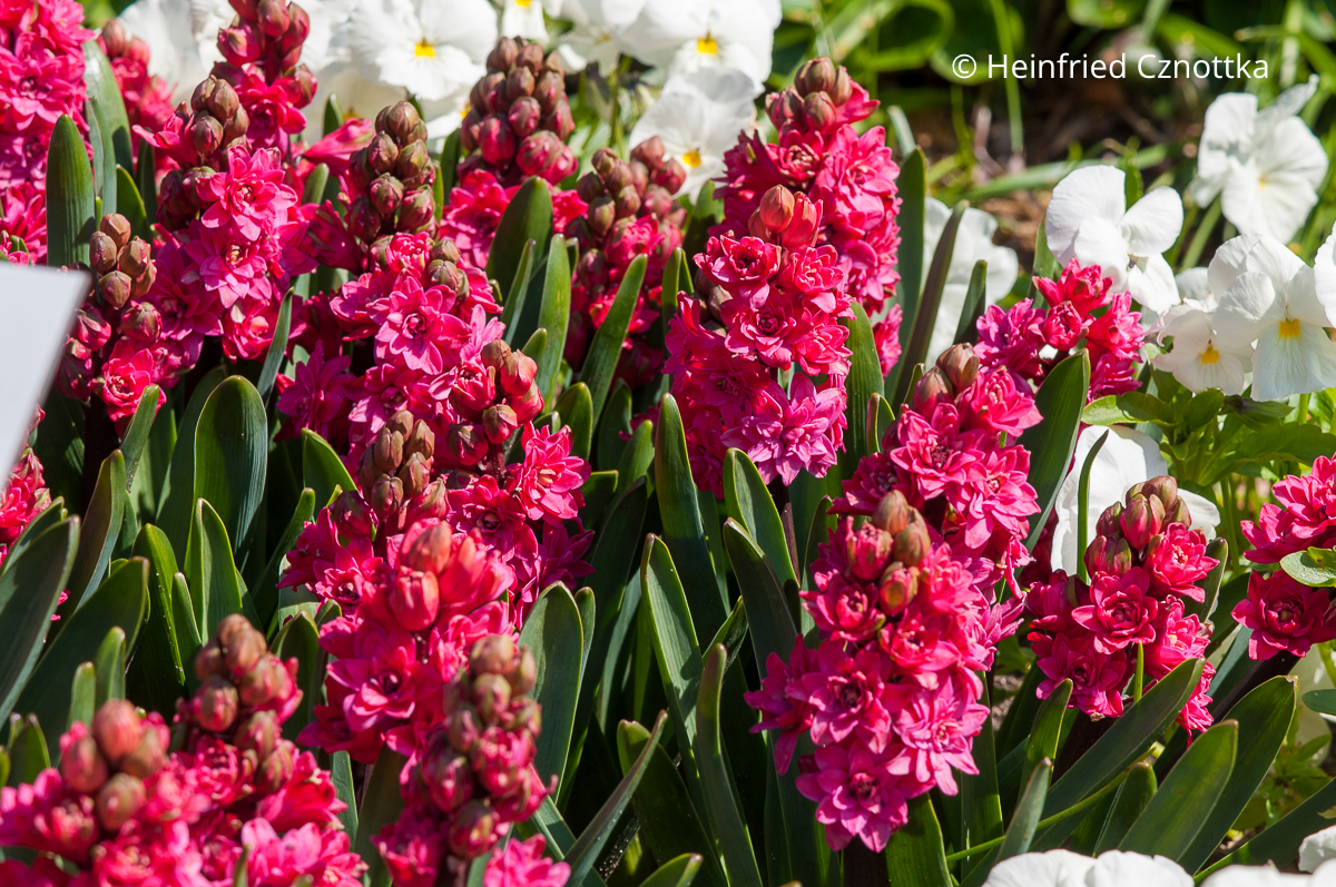 Pflanze mit starkem Duft: Hyazinthen (Hyacinthus orientalis) in kräftigem Pink