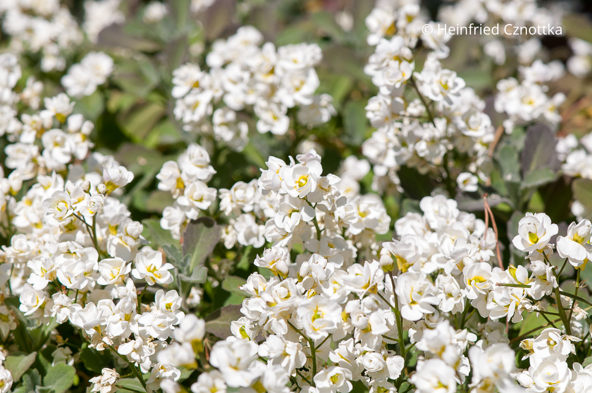 Gänsekresse (Arabis caucasica) 'Gertrud Helms' mit gefüllten weißen Blüten