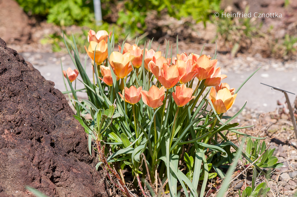 Zwerg-Tulpe (Tulipa batalinii) 'Bright Gem' 