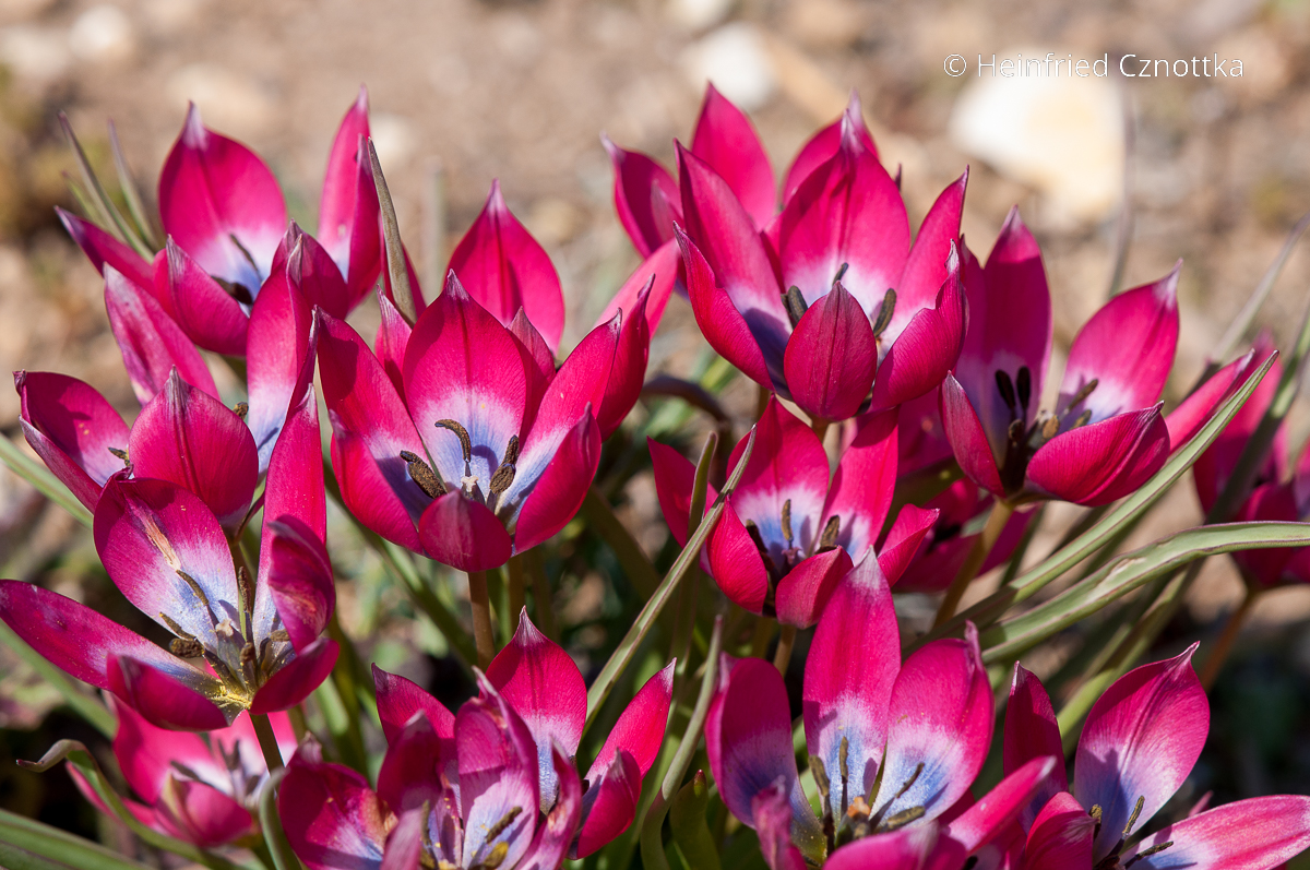 Botanische Tulpe: Zwerg-Tulpe (Tulipa humilis) 'Little Beauty'