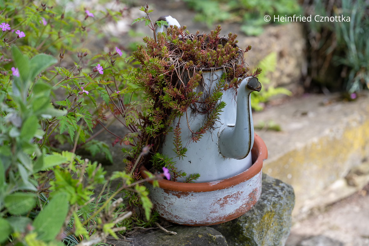 Upcycling-Gartendeko: eine alte Blechkanne mit Mauerpfeffer