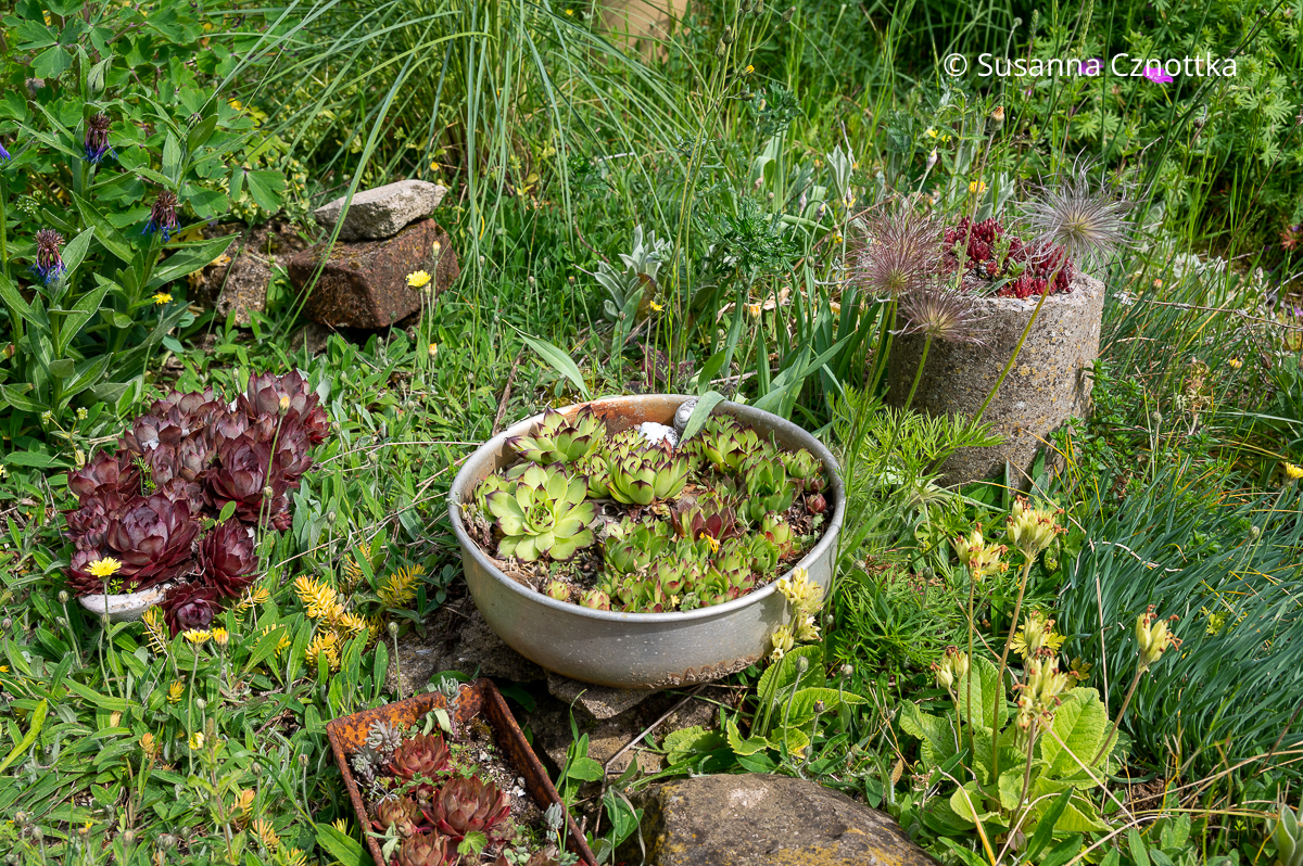 Upcycling im Garten: Töpfe und Kuchenformen mit Hauswurzen (Sempervivum)
