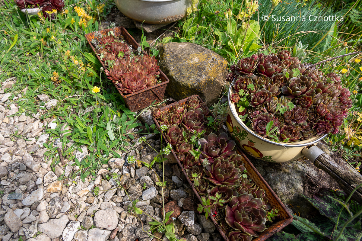 Upcycling im Garten: Töpfe und Kuchenformen mit Hauswurzen (Sempervivum)