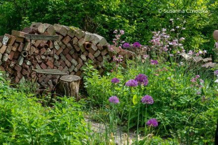 Eine alte Upcycling-Backsteinmauer in einem Garten voller Akeleien