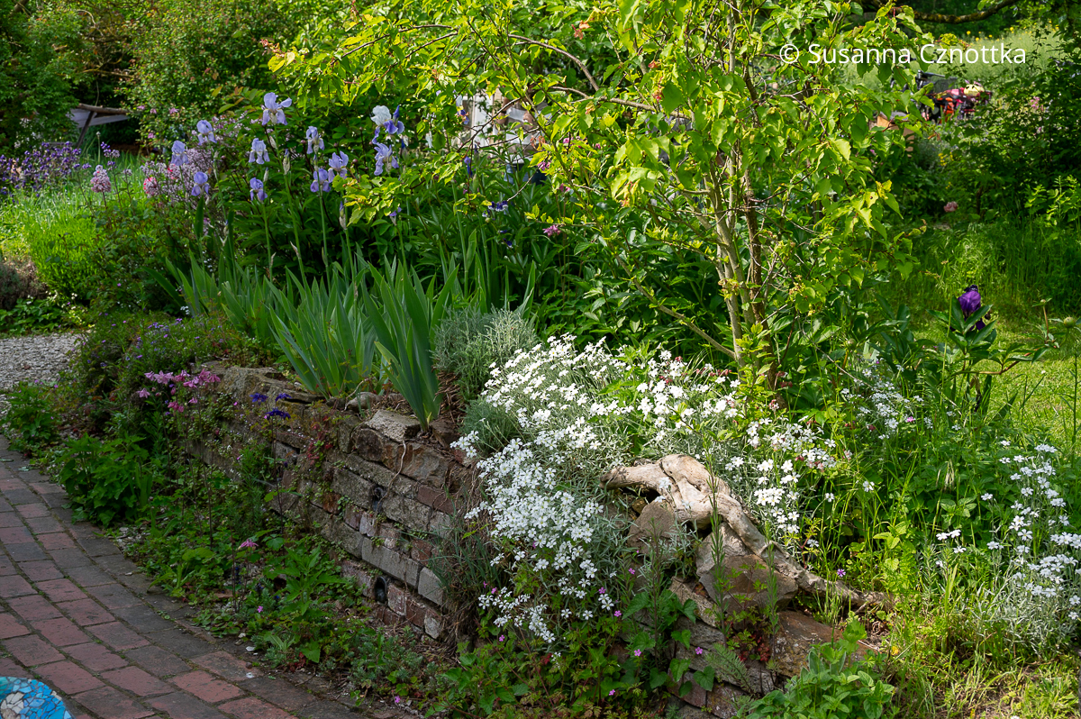 Filziges Hornkraut (Cerastium tomentosum) und Iris auf einer Mauer aus Ziegeln