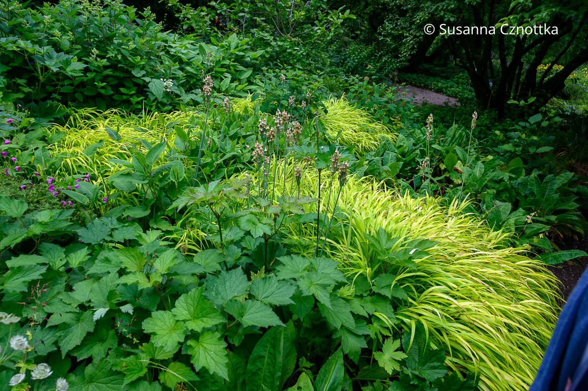 Stauden kombinieren: Blätter der Herbst-Anemone und gelb panaschiertes Japan-Berggras (Hakonechloa macra) 'Aureola' Stauden kombinieren: Blätter der Herbst-Anemone und gelb panaschiertes Japan-Berggras (Hakonechloa macra) 'Aureola'