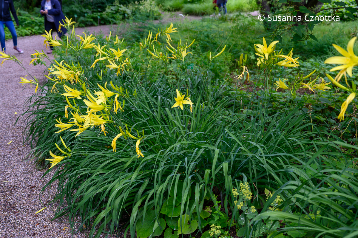 Zitronen-Taglilie (Hemerocallis citrina) Zitronen-Taglilie (Hemerocallis citrina) mit schlanken gelben trichterförmigen Blüten