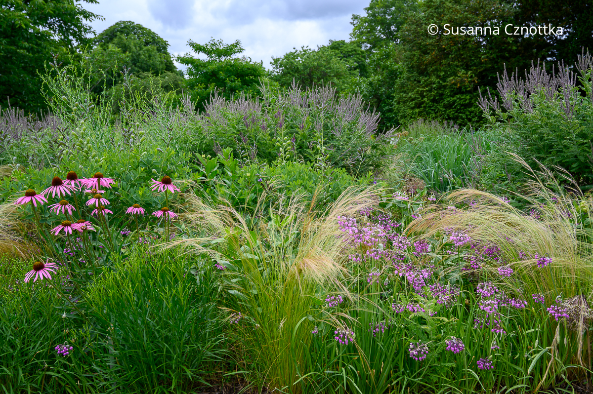 Präriepflanzung mit Nickendem Lauch (Allium cernuum), pinken Scheinsonnenhüten, Zartem Federgras (Nassella tenuissima) und Weißgrauem Bleibusch (Amorpha canescens) im Hintergrund Präriepflanzung mit pinkem Nickendem Lauch (Allium cernuum), pinken Scheinsonnenhüten, Zartem Federgras (Nassella tenuissima) und Weißgrauem Bleibusch (Amorpha canescens) mit violetten Blüten im Hintergrund