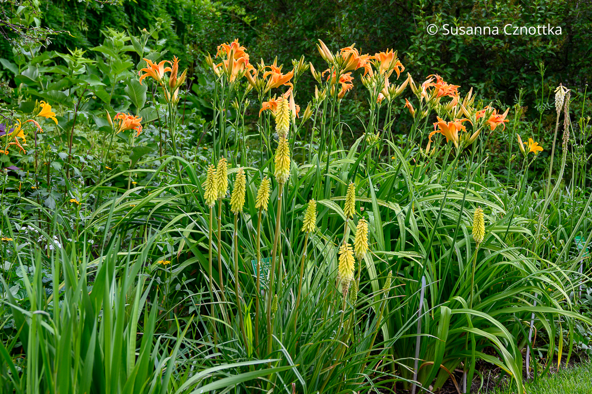 Orange Taglilie (Hemerocallis-Hybride) 'Gräfin von Zeppelin und gelbe Fackellilie (Kniphofia) Orange Taglilie (Hemerocallis-Hybride) 'Gräfin von Zeppelin' und gelbe Fackellilie (Kniphofia)