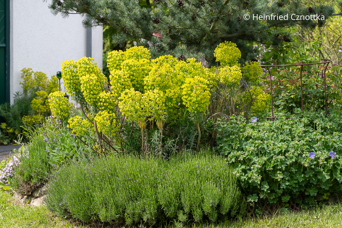 Mediterranes Flair im Garten: Mittelmeer-Wolfsmilch (Euphorbia characias ssp. wulfenii) und Lavendel Mediterranes Flair im Garten: Mittelmeer-Wolfsmilch (Euphorbia characias ssp. wulfenii) und Lavendel