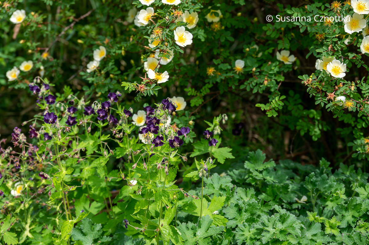 Rosen kombinieren: Chinesische Goldrose (Rosa hugonis) und ein dunkler, violetter Brauner Storchschnabel (Geranium phaeum)