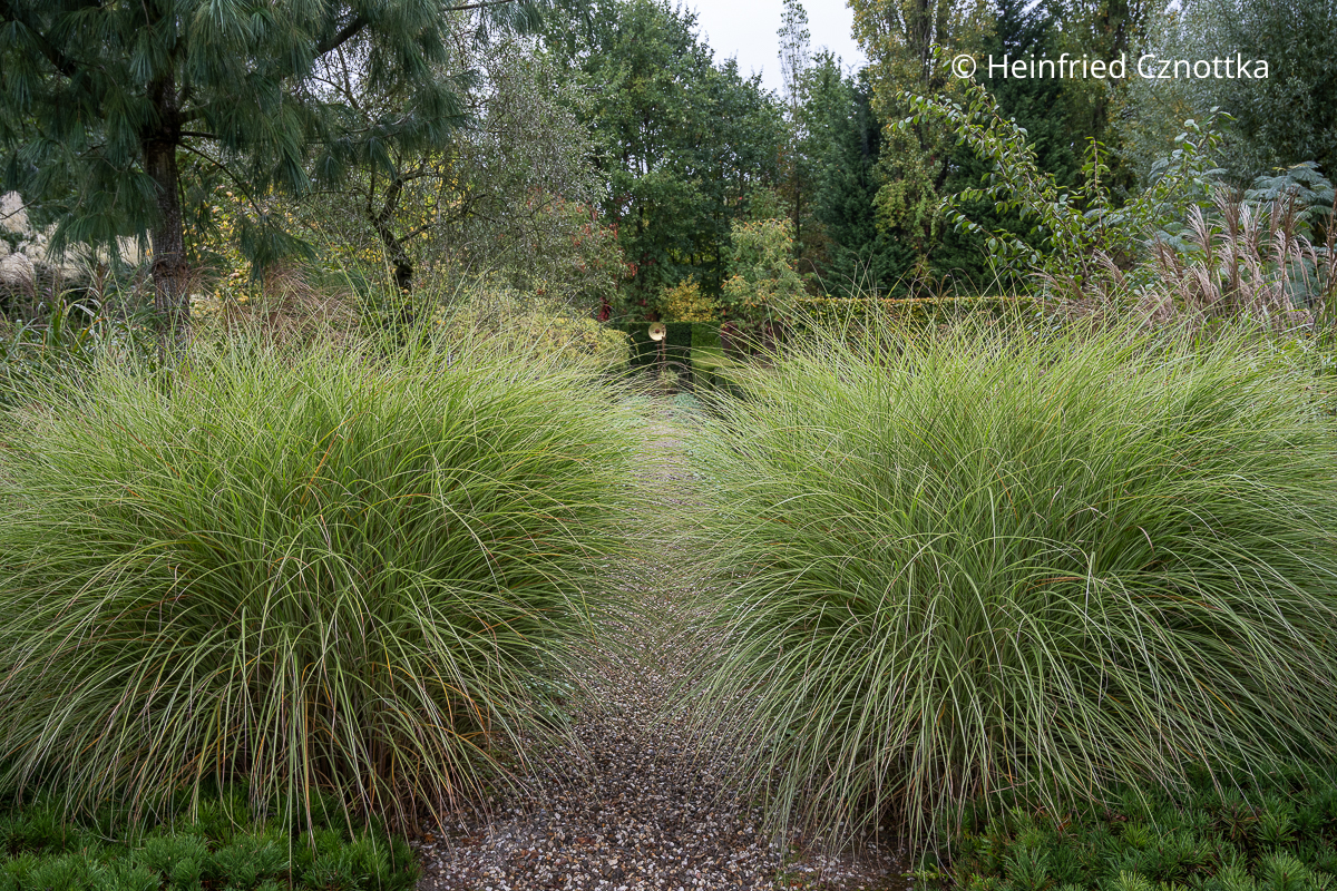Duftige Horste von Chinaschilf (Miscanthus sinensis) am Anfang einer Sichtachse Duftige Gräser am Anfang einer Sichtachse