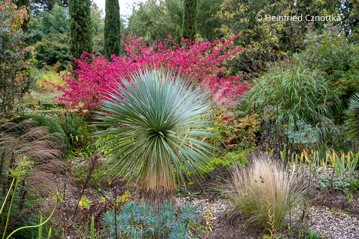 Farbe im Herbstbeet: Blaue Palmlilie (vermutlich Yucca 'Blue Swan') und leuchtend roter Korkflügelstrauch (Euonymus alatus) Blaue Palmlilie (vermutlich Yucca 'Blue Swan') und leuchtend roter Korkflügelstrauch (Euonymus alatus) in einem Kiesgarten