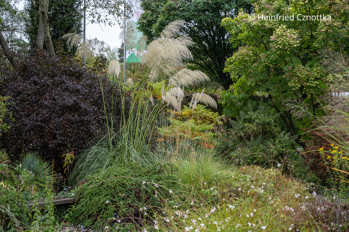 Schöner Kontrast: rotlaubige Blasenspiere (Physocarpus opulifolius) und fedriges Pampasgras (Cortaderia selloana) Schöner Kontrast: rotlaubige Blasenspiere (Physocarpus opulifolius) und fedriges Pampasgras (Cortaderia selloana)