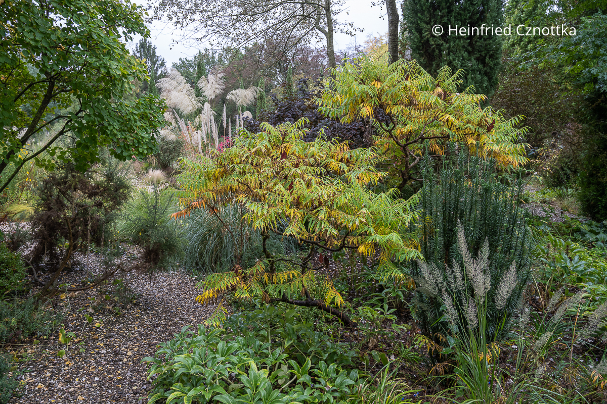 Essigbaum, Kopfeibe (Cephalotaxus harringtonia, rechts) und Pampasgras (Cortaderia) im Hintergrund Essigbaum, Kopfeibe (Cephalotaxus harringtonia, rechts) und Pampasgras (Cortaderia) im Hintergrund