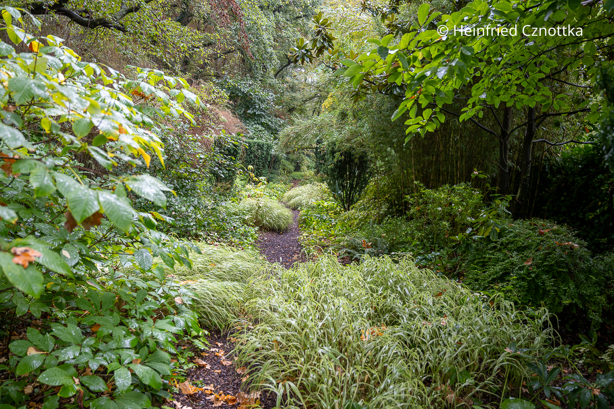 Wogen aus panaschiertem Japanischem Berggras (Hakonechloa macra) bringen Licht in den Waldgarten Wogen aus panaschiertem Japanischem Berggras (Hakonechloa macra) bringen Licht in den Waldgarten
