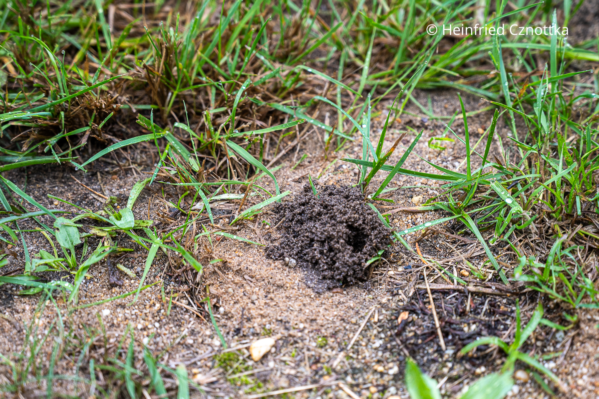 Ausgang der Brutröhre einer Wildbiene Ausgang der Brutröhre einer Wildbiene