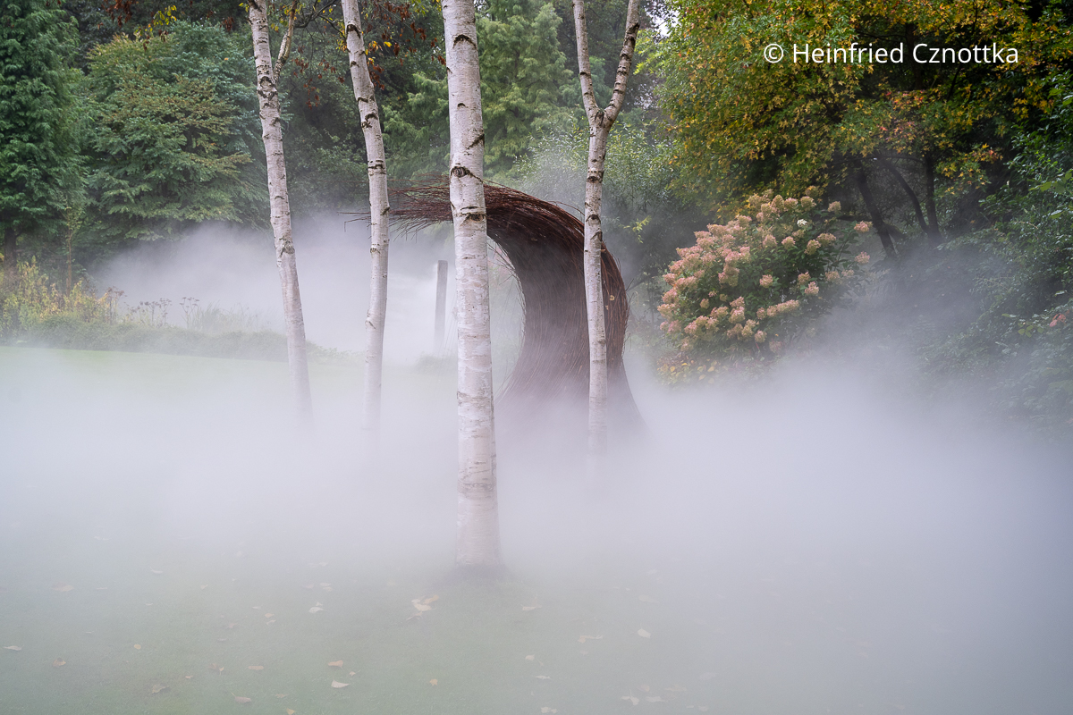 Magische Stimmung im Garten Mehrere Birkenstämme und ein Kunstwerk aus biegsamen Ruten im Nebel
