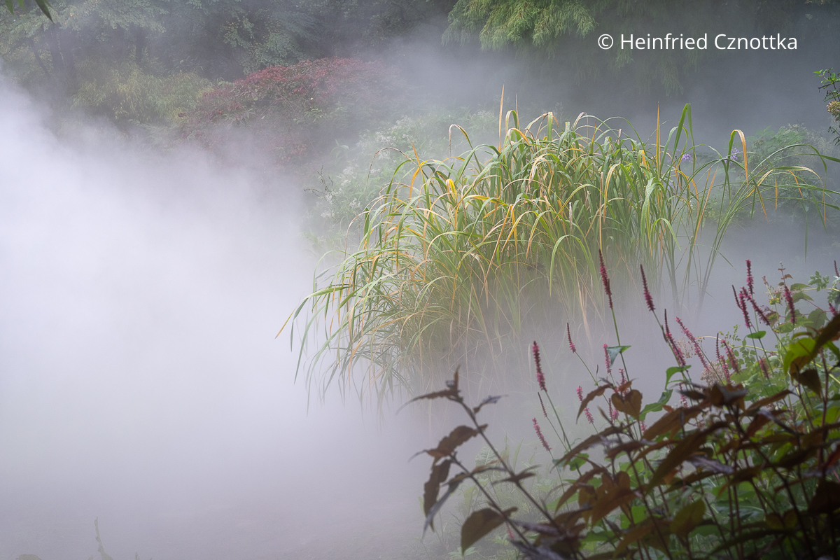 Verwunschene Stimmung im Garten Kerzen-Knöterich und Gräser im Nebel