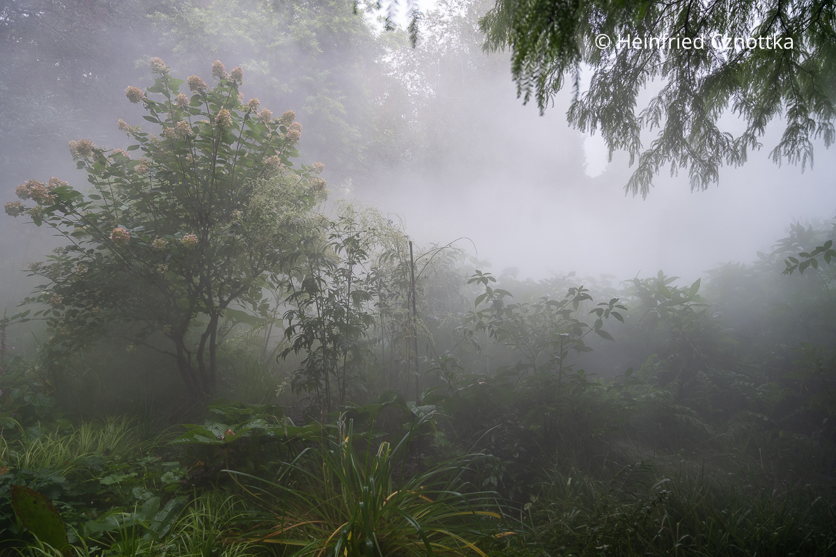 Eine Gartenszene mit einer Rispen-Hortensie (Hydrangea paniculata) im Nebel Eine Gartenszene mit einer Rispen-Hortensie (Hydrangea paniculata) im Nebel