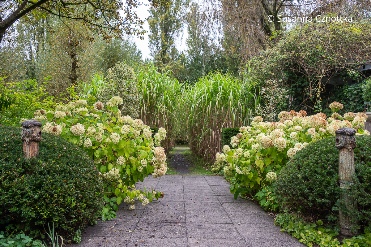 Symmetrie: Eibenkugeln und Hortensien am Eingang zu einer Allee aus Chinaschilf (Miscanthus) Eibenkugeln und Hortensien stehen zu beiden Seiten am Eingang zu einer Allee aus Chinaschilf (Miscanthus)