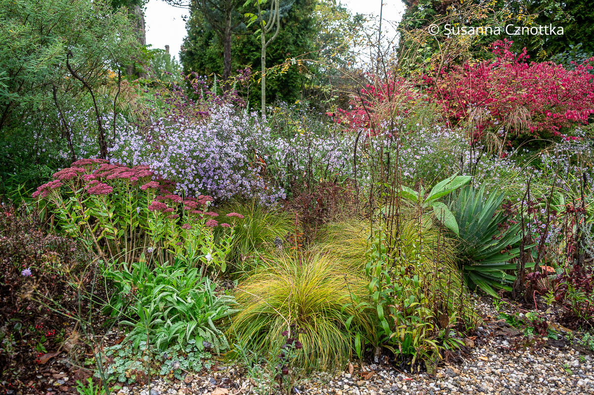 Farbe im Herbstgarten: Hohe Fetthenne (Hylotelephium), violette Aster und Korkflügelstrauch (Euonymus alatus) Farbe im Herbstgarten: Hohe Fetthenne (Hylotelephium), violette Aster und Korkflügelstrauch (Euonymus alatus)