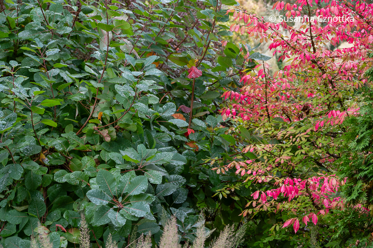 Perückenstrauch (Cotinus) mit bläulichem Laub und roten Blattstielen und rote Herbstfärbung des Korkspindelstrauches (Euonymus alatus) Perückenstrauch (Cotinus) mit bläulichem Laub und roten Blattstielen und rote Herbstfärbung des Korkspindelstrauches (Euonymus alatus)