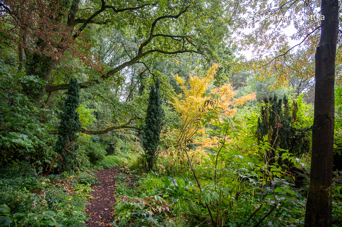 Grüntöne und Herbstfärbung: eine lebendige Komposition im Waldgarten Grüntöne und Herbstfärbung: eine lebendige Komposition im Waldgarten