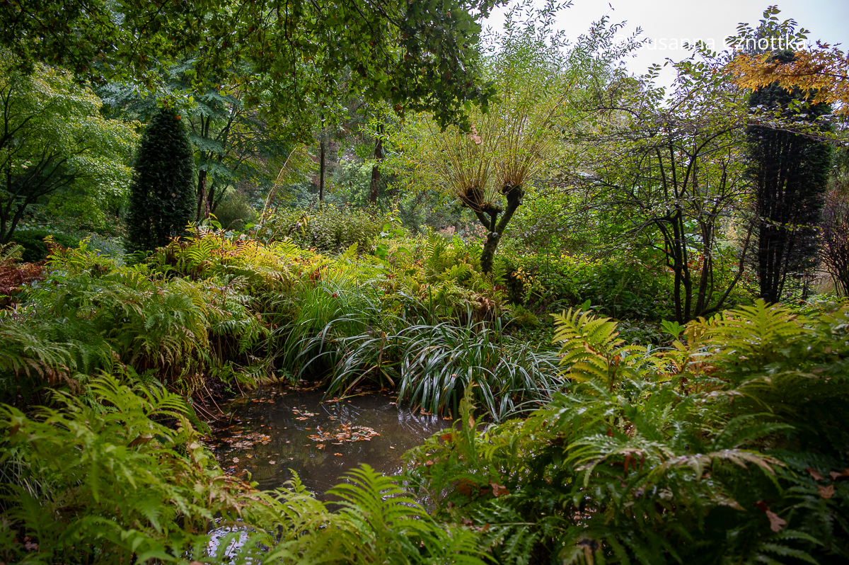 Ein Teich in einem Waldgarten Ein Teich in einem Waldgarten
